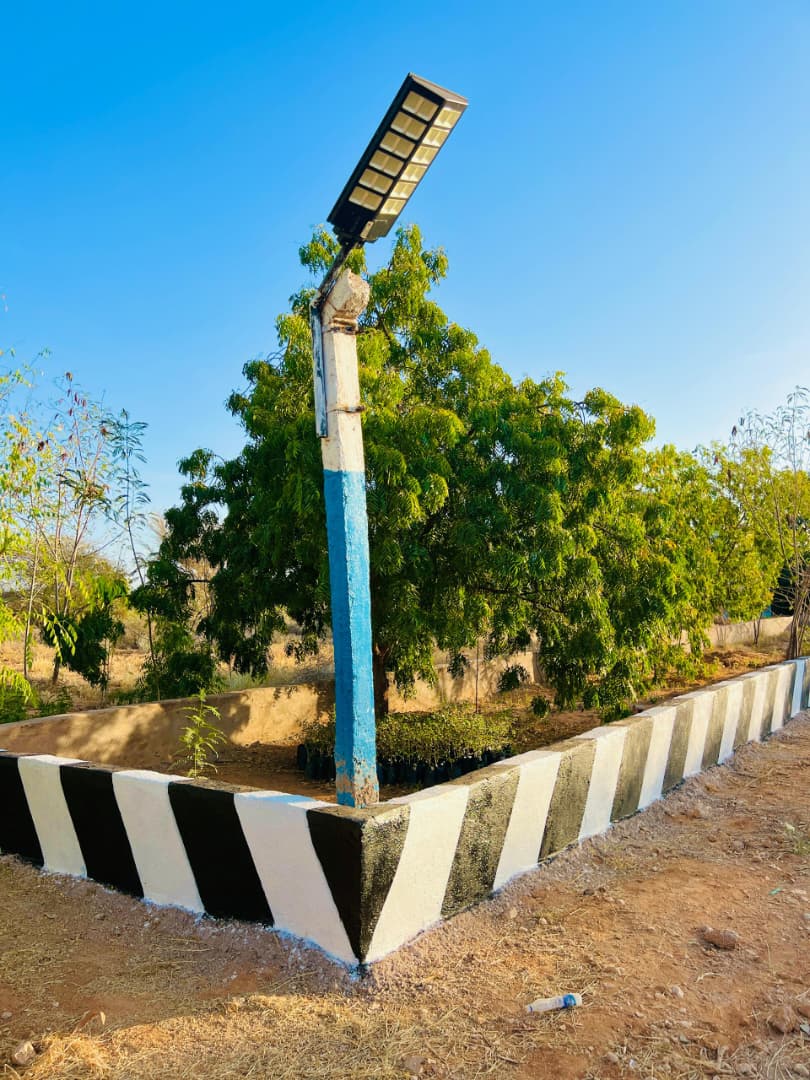 Solar light and trees