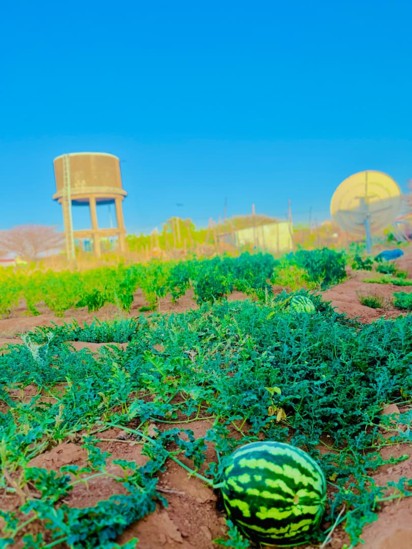 Watermelon crop